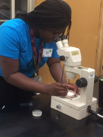 An Upward Bound Math and Science program
student prepares to look at fruit fly eggs under
a microscope.